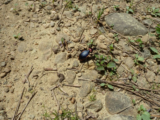 Carabus arcadicus