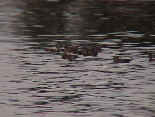 Whiet-faced Whistling Ducks
