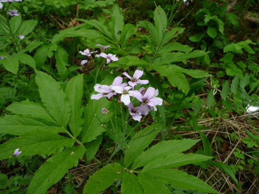 Cardamine heptaphylla