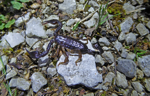 Euscorpius italicus/hadzii