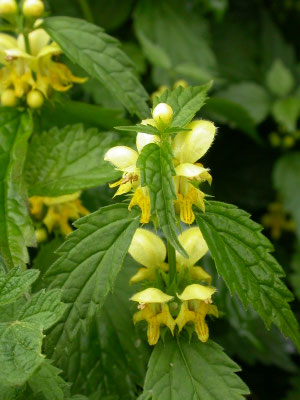 kleine gele dovenetel (Lamiastrum galeobdolon subsp. galeobdolon)