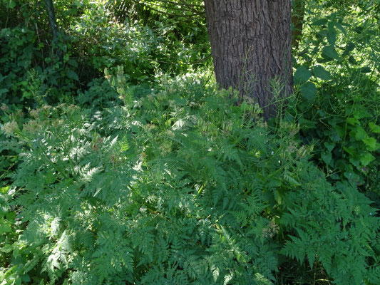Myrrhis odorata - Roomse kervel