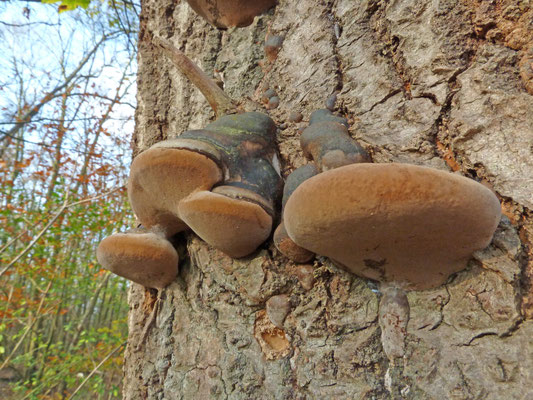 Phellinus ignarius - Echte vuurzwam
