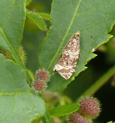 Celypha lacunana - Brandnetelbladroller