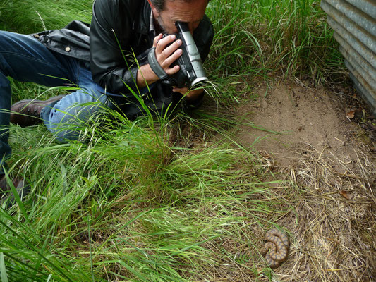 Ronald filmt aspisadder (Vipera aspis)