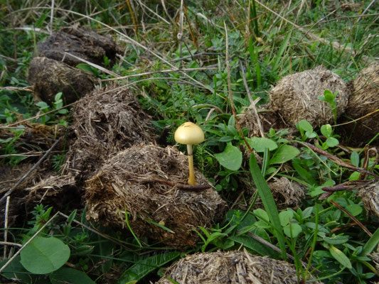 Stropharia semiglobata - Kleefsteelstropharia
