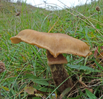 Armillaria lutea - Knolhoningzwam