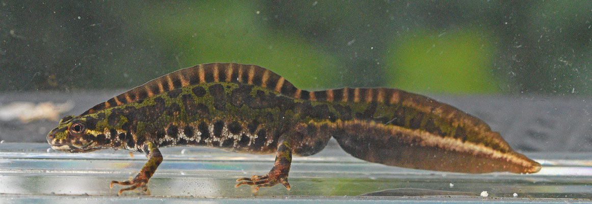 Triturus pygmaeus - Dwergmarmersalamander