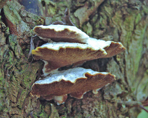 Trametes suaveolens - Anijskurkzwam