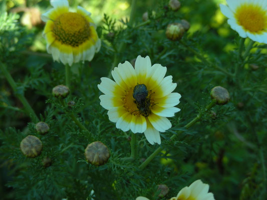 Chrysanthemum coronarium var. discolor
