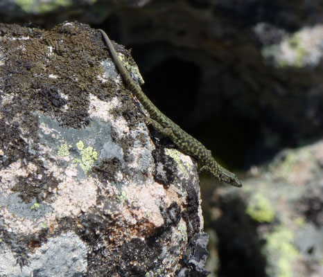 Archaeolacerta bedriagae