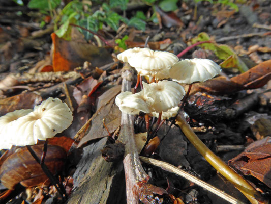 Marasmius rotula - Wieltje