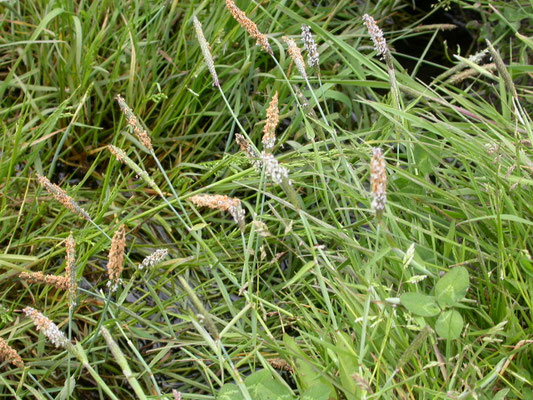Alopecurus geniculatus - Geknikte vossenstaart