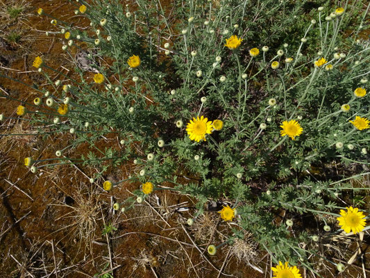 Anthemis tinctoria - Gele kamille