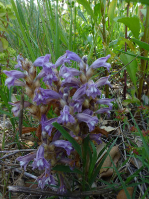 Orobanche purpurea - Blauwe bremraap