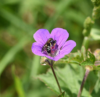 Tenthredo koehleri