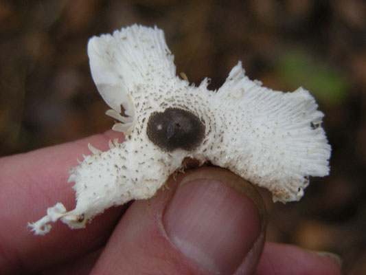 Leucocoprinus brebissonii - Spikkelplooiparasol
