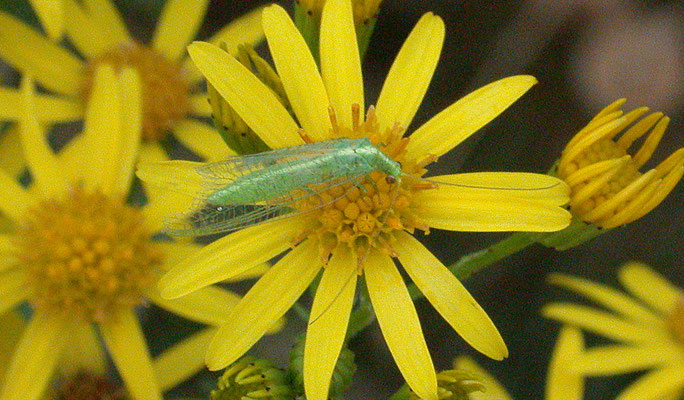 Chrysoperla carnea s.l. - Goudoogje