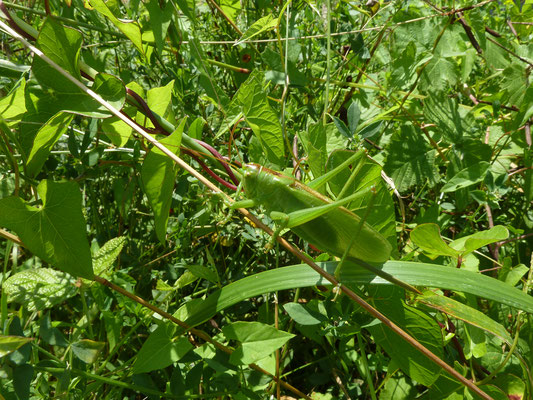 Kleine groene sabelsprinkhaan