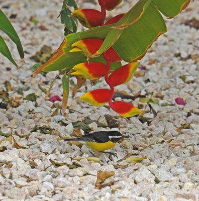 Suikerdiefje - Bananquit onder Heliconia-achtige