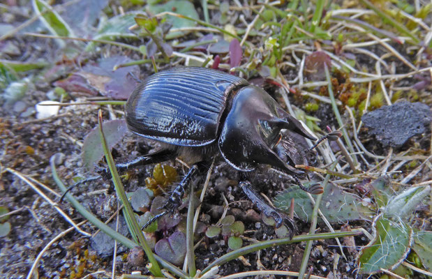 Driehoornmestkever (Typhaeus typhoeus), man