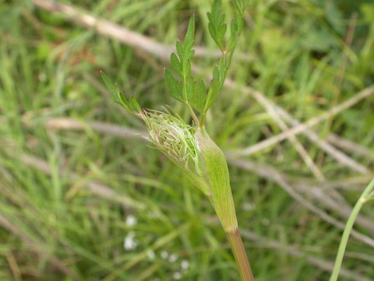 Conium maculatum - Gevlekte scheerling