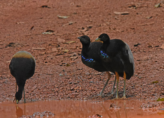 Gray-winged Trumpeter
