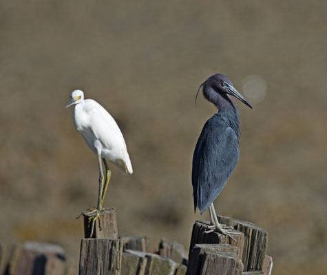 Snowy Egret and Little Blue Egret