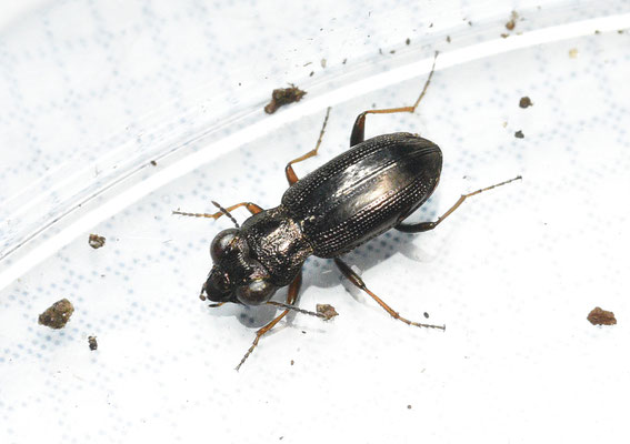 Notiophilus rufipes - Bosspiegelloopkever