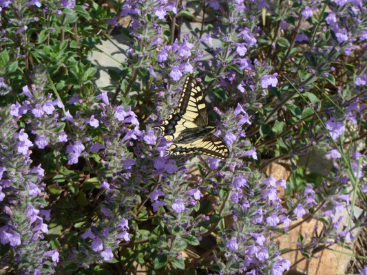 Papilio machaon