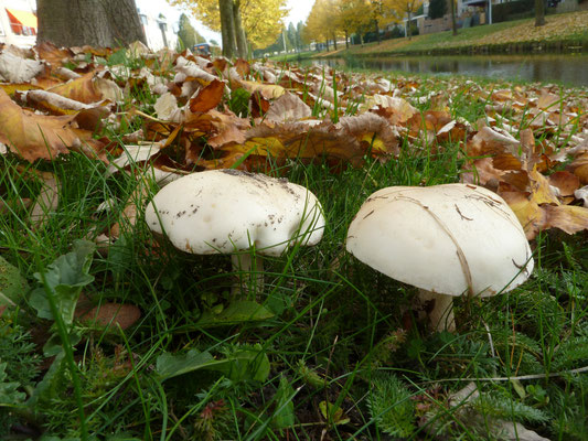 Hebeloma crustuliniforme - Radijsvaalhoed