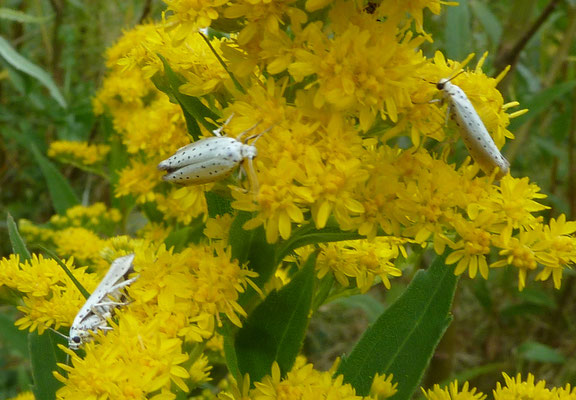 Yponomeuta species