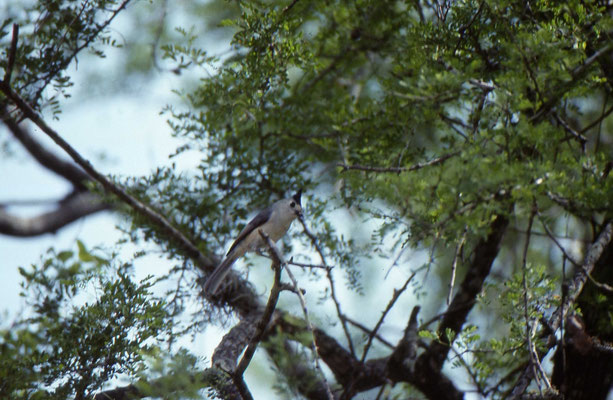 Black-crested (Tufted) Titmouse