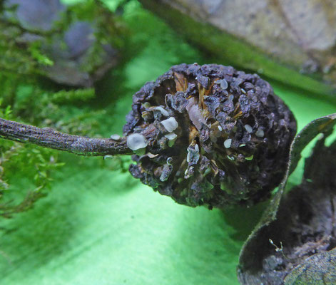 Calycellina alniella - Elzenpropschoteltje
