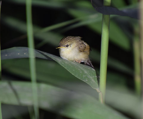 Gestreepte Prinia
