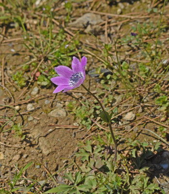 Anemone hortensis ssp pavonina