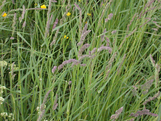 Dactylis glomerata - Kropaar