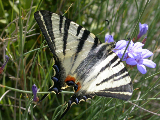koningspage (Iphiclides podalarius)