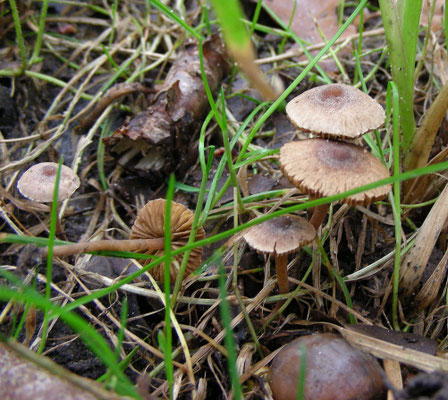 Inocybe petiginosa - Poedersteeltje (mogelijk)