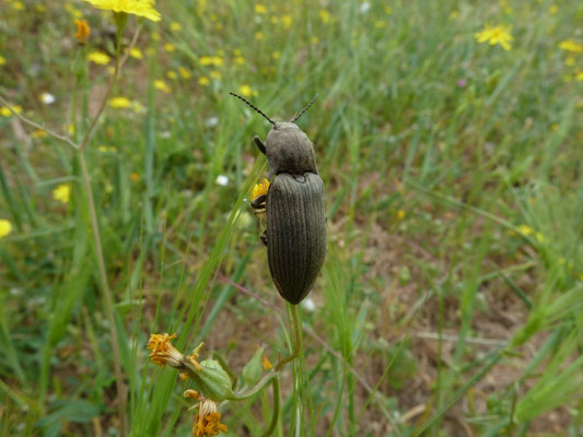 Lacon lepidopterus