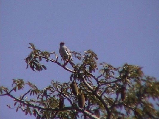 Melierax metabates - Dark Chanting-Goshawk