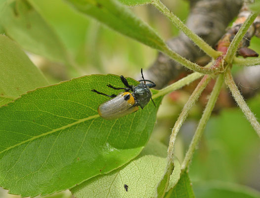 Lachnaia sexpunctata
