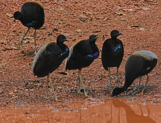 Gray-winged Trumpeter