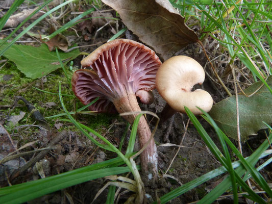 Laccaria bicolor - Tweekleurige fopzwam