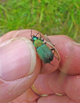 Chlaenius nigricornis
