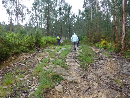 bij het Eucalyptus beekbos