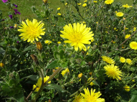 Glebionis coronaria - Gekroonde ganzenbloem