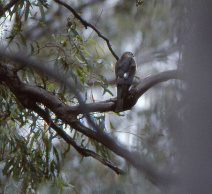 Collared Sparrowhawk