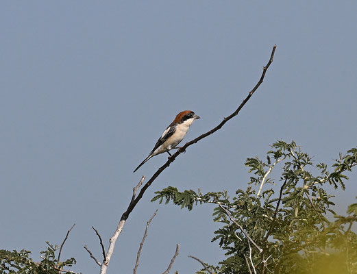 Lanius senator - Woodchat Shrike