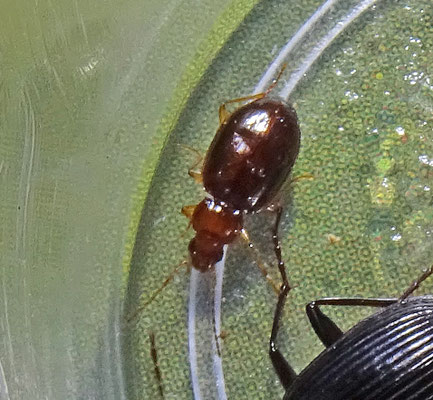 Ocys tachysoides - Moerasschorspriemkever